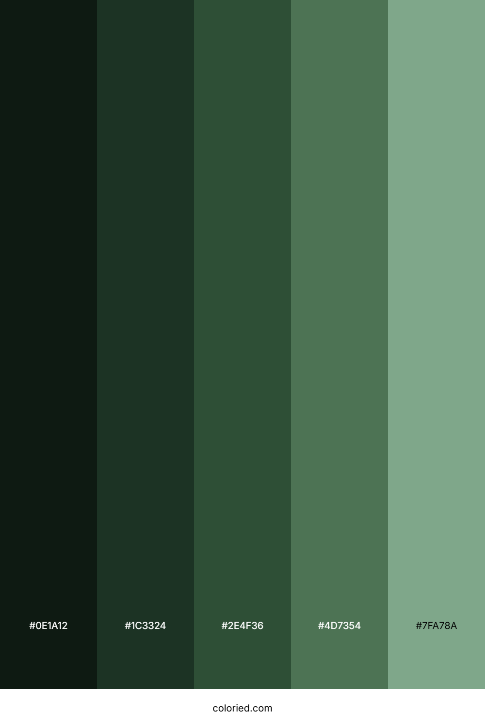 Dark Forest Color Palette