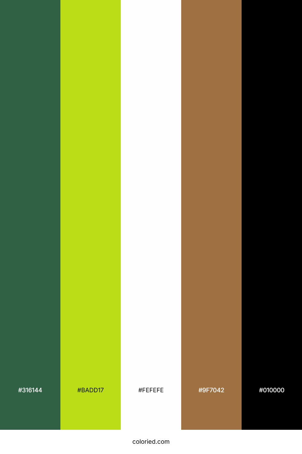 Forest Canopy Sunrise Color Palette