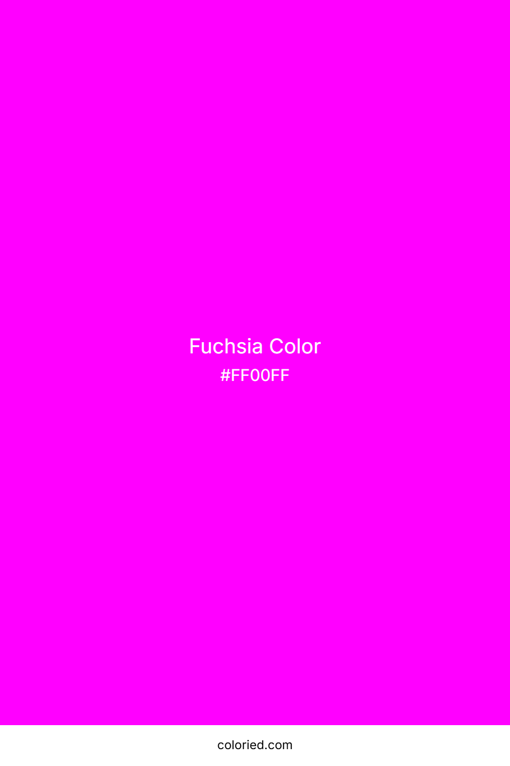 Fuchsia Color