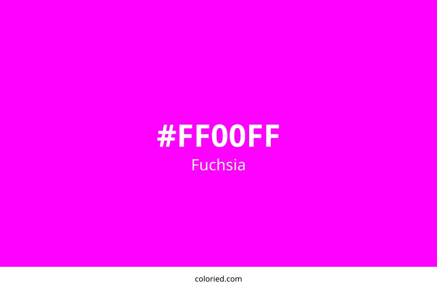 Fuchsia Color