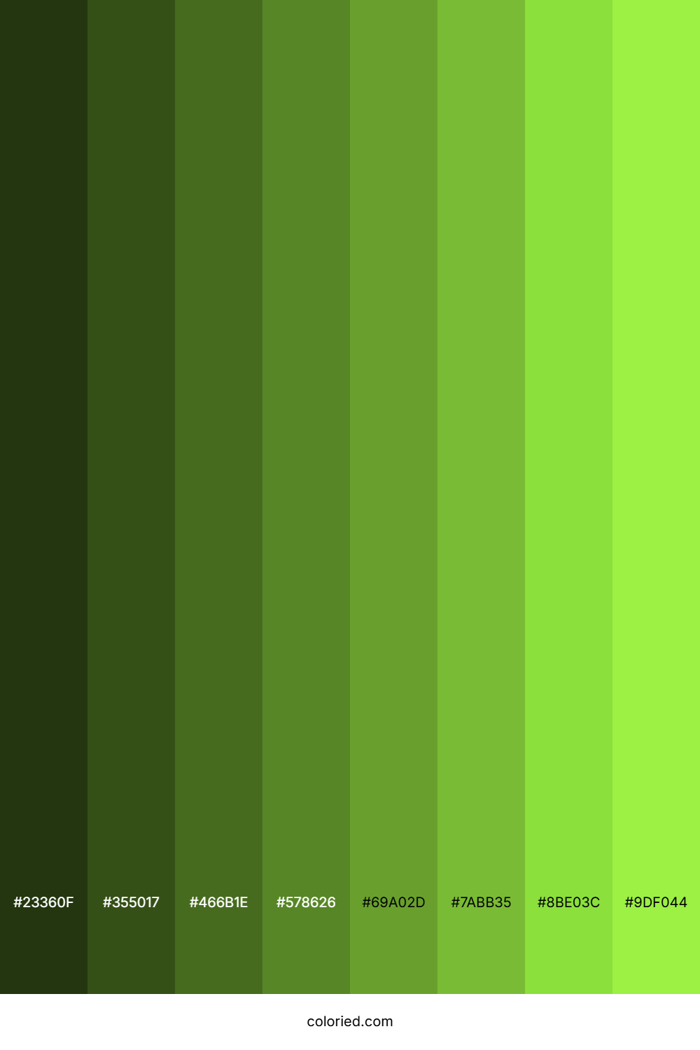 Kiwi Color Shades