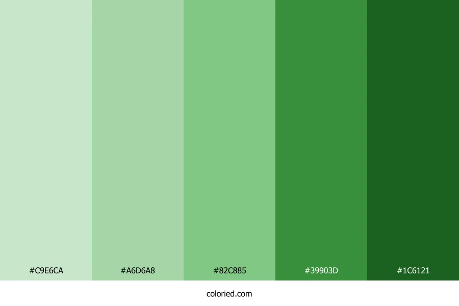 Light to Dark Green Color Palette