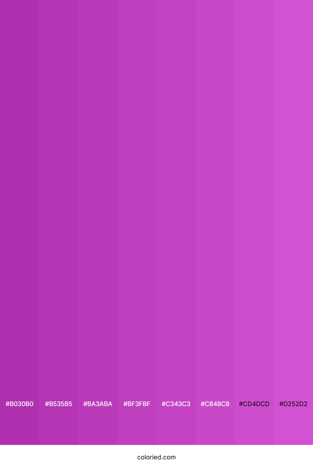 Magenta Purple Shades