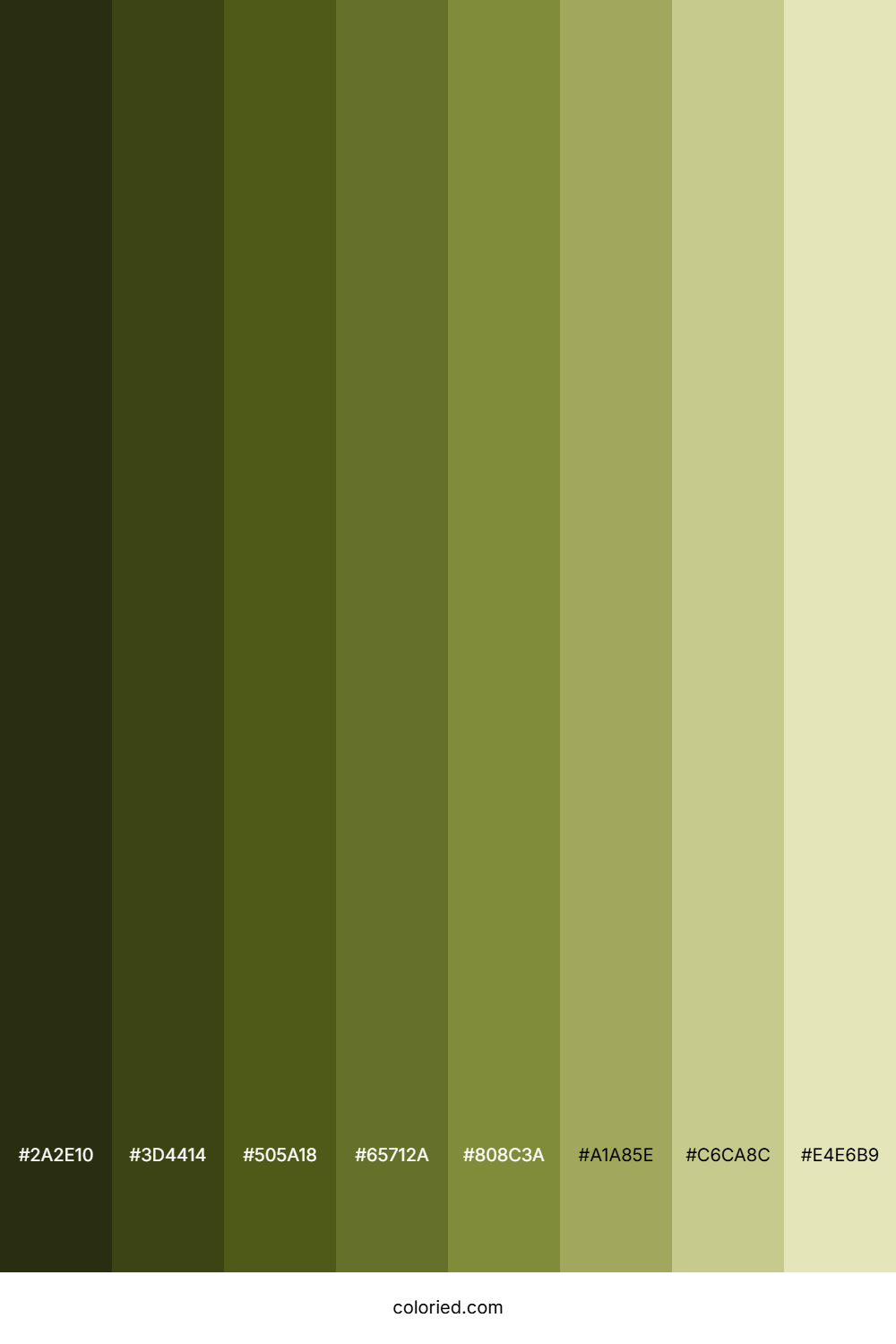 Olive Shades