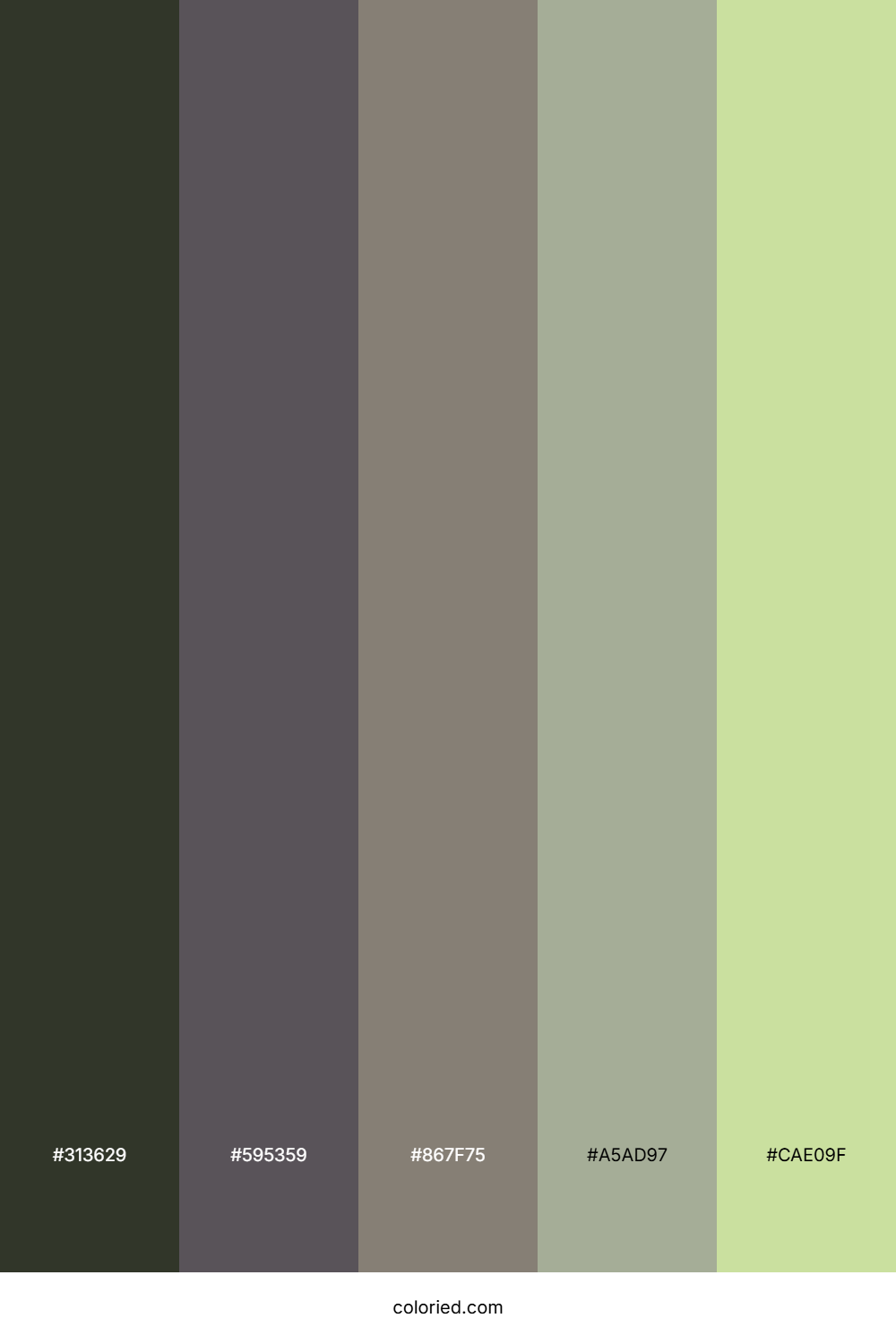 Pine Needle Mist Color Palette