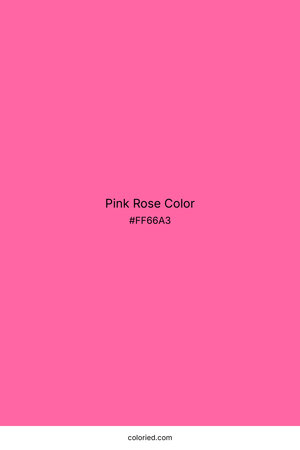 Pink Rose Color