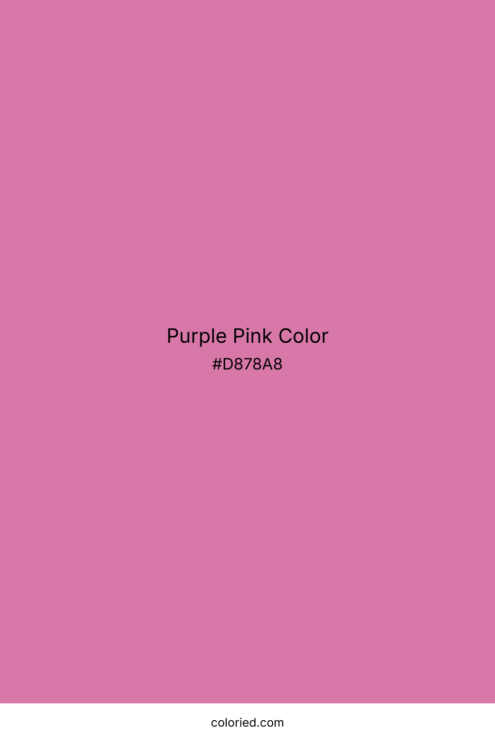 Purple Pink Color